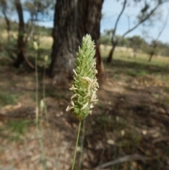 Phalaris aquatica (Phalaris, Australian Canary Grass) at Mount Painter - 19 Jan 2019 by CathB