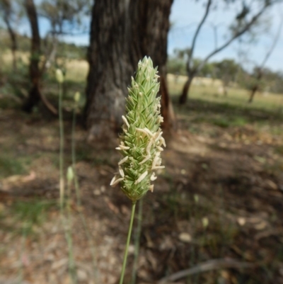 Phalaris aquatica (Phalaris, Australian Canary Grass) at Dunlop, ACT - 19 Jan 2019 by CathB