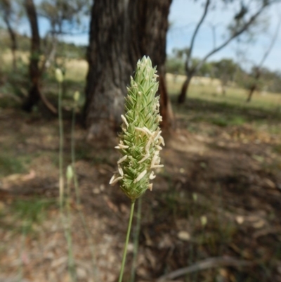 Phalaris aquatica (Phalaris, Australian Canary Grass) at Mount Painter - 19 Jan 2019 by CathB