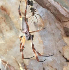 Trichonephila edulis (Golden orb weaver) at Mount Ainslie - 28 Jan 2017 by jackQ