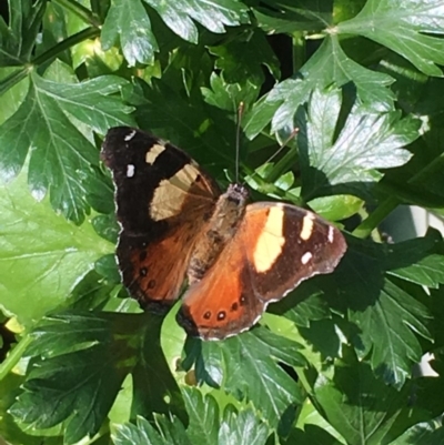 Vanessa itea (Yellow Admiral) at Watson, ACT - 4 Feb 2017 by jackQ