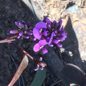 Hardenbergia violacea at Majura, ACT - 26 Aug 2017