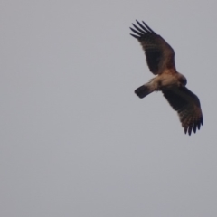 Hieraaetus morphnoides (Little Eagle) at Garran, ACT - 23 Jan 2019 by roymcd