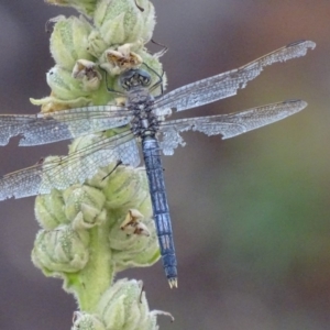 Orthetrum caledonicum at Garran, ACT - 23 Jan 2019