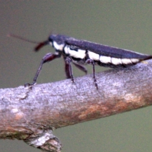 Rhinotia sp. (genus) at Majura, ACT - 23 Jan 2019 05:03 PM