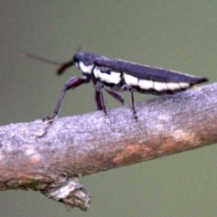 Rhinotia sp. (genus) at Majura, ACT - 23 Jan 2019 05:03 PM