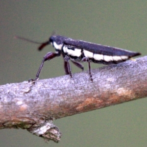 Rhinotia sp. (genus) at Majura, ACT - 23 Jan 2019 05:03 PM