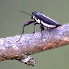 Rhinotia sp. (genus) at Majura, ACT - 23 Jan 2019