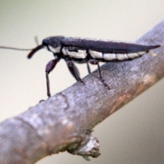 Rhinotia sp. (genus) at Majura, ACT - 23 Jan 2019 05:03 PM