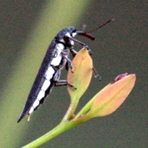 Rhinotia sp. (genus) at Majura, ACT - 23 Jan 2019