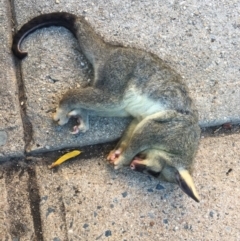 Trichosurus vulpecula (Common Brushtail Possum) at Watson, ACT - 16 Feb 2018 by jackQ