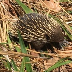 Tachyglossus aculeatus (Short-beaked Echidna) at Watson, ACT - 19 Sep 2018 by jackQ