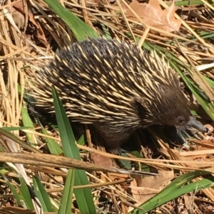 Tachyglossus aculeatus at Watson, ACT - 19 Sep 2018 12:34 PM