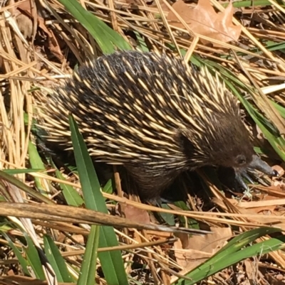 Tachyglossus aculeatus (Short-beaked Echidna) at Watson, ACT - 19 Sep 2018 by jackQ