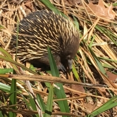 Tachyglossus aculeatus at Watson, ACT - 19 Sep 2018 12:34 PM