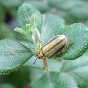 Xanthogaleruca luteola at Reid, ACT - 20 Jan 2019 12:58 PM