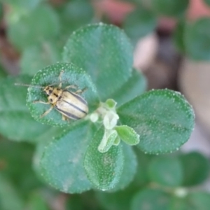 Xanthogaleruca luteola at Reid, ACT - 20 Jan 2019