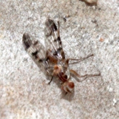 Pyrgotidae sp. (family) (A pyrgotid fly) at Undefined, ACT - 23 Jan 2019 by jb2602