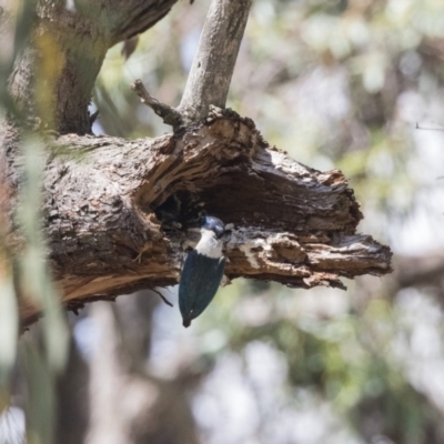 Todiramphus sanctus (Sacred Kingfisher) at The Pinnacle - 23 Jan 2019 by AlisonMilton