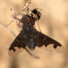 Anthrax sp. (genus) (Unidentified Anthrax bee fly) at Majura, ACT - 23 Jan 2019 by jbromilow50