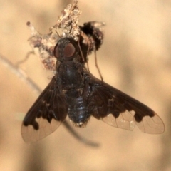 Anthrax sp. (genus) (Unidentified Anthrax bee fly) at Majura, ACT - 23 Jan 2019 by jb2602