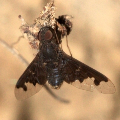 Anthrax sp. (genus) (Unidentified Anthrax bee fly) at Majura, ACT - 23 Jan 2019 by jbromilow50