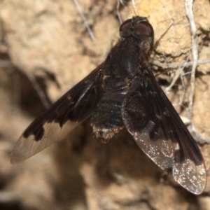 Anthrax sp. (genus) at Majura, ACT - 23 Jan 2019 04:33 PM