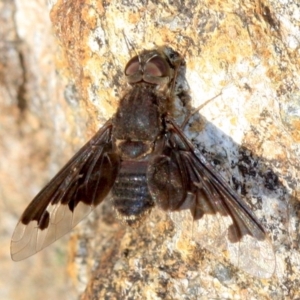 Anthrax sp. (genus) at Majura, ACT - 23 Jan 2019 04:33 PM