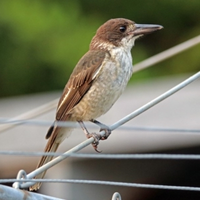 Cracticus torquatus (Grey Butcherbird) at Macarthur, ACT - 23 Jan 2019 by RodDeb