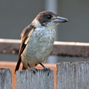 Cracticus torquatus at Macarthur, ACT - 23 Jan 2019