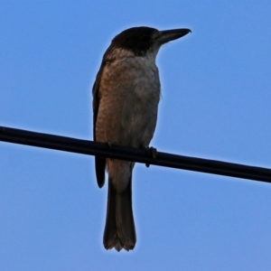 Cracticus torquatus at Macarthur, ACT - 23 Jan 2019