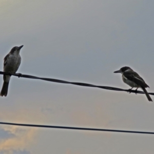 Cracticus torquatus at Macarthur, ACT - 23 Jan 2019