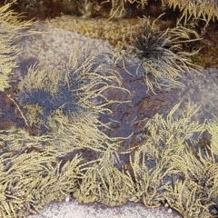 Hormosira banksii (Neptune's Necklace) at Bawley Point, NSW - 23 Jan 2019 by GLemann