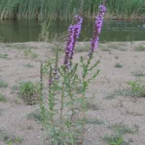 Lythrum salicaria at Greenway, ACT - 9 Jan 2019