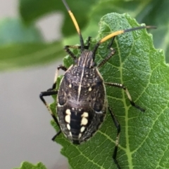 Poecilometis sp. (genus) (A Gum Tree Shield Bug) at Monash, ACT - 19 Nov 2018 by jackQ