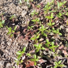 Ludwigia palustris (Marsh Purslane) at Greenway, ACT - 9 Jan 2019 by michaelb