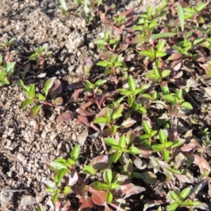 Ludwigia palustris at Greenway, ACT - 9 Jan 2019 06:39 PM