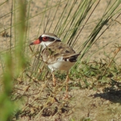 Charadrius melanops (Black-fronted Dotterel) at Greenway, ACT - 9 Jan 2019 by MichaelBedingfield