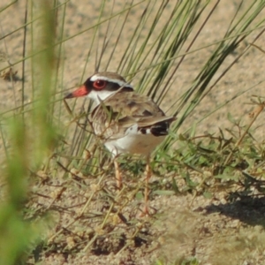 Charadrius melanops at Greenway, ACT - 9 Jan 2019 06:46 PM