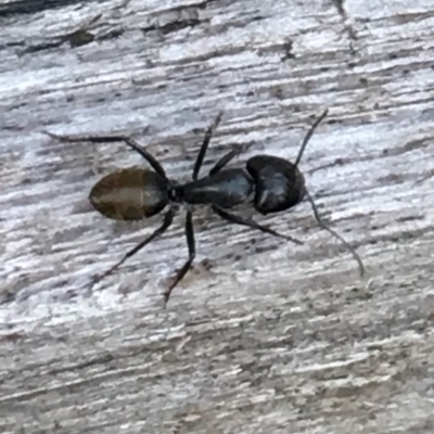 Camponotus aeneopilosus (A Golden-tailed sugar ant) at Monash, ACT - 23 Jan 2019 by jackQ