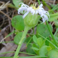 Lagenophora montana at Bolaro, NSW - 20 Jan 2019