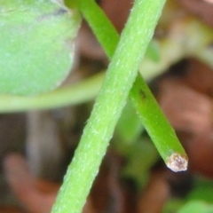 Lagenophora montana at Bolaro, NSW - 20 Jan 2019