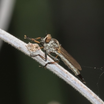 Cerdistus sp. (genus) (Slender Robber Fly) at Paddys River, ACT - 12 Jan 2019 by RFYank