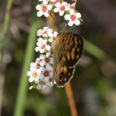 Heteronympha cordace (Bright-eyed Brown) at Paddys River, ACT - 11 Jan 2019 by RFYank