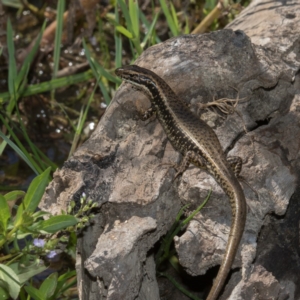 Eulamprus heatwolei at Paddys River, ACT - 12 Jan 2019 11:14 AM