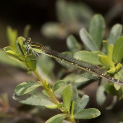 Ischnura aurora (Aurora Bluetail) at Paddys River, ACT - 12 Jan 2019 by RFYank