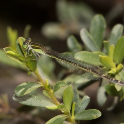 Ischnura aurora (Aurora Bluetail) at Paddys River, ACT - 11 Jan 2019 by RFYank