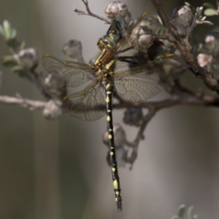 Synthemis eustalacta (Swamp Tigertail) at Paddys River, ACT - 12 Jan 2019 by RFYank