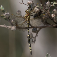 Synthemis eustalacta (Swamp Tigertail) at Paddys River, ACT - 11 Jan 2019 by RFYank