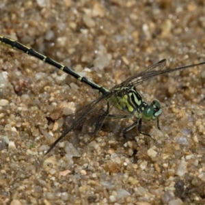 Austrogomphus guerini at Paddys River, ACT - 12 Jan 2019